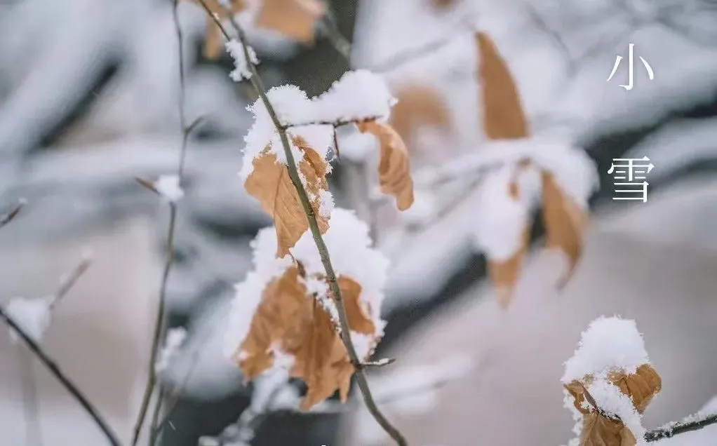 작은 눈 – 알아야 할 사항